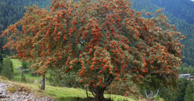 an image of European Mountain Ash tree
