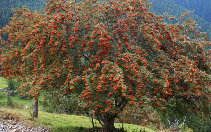 an image of European Mountain Ash tree