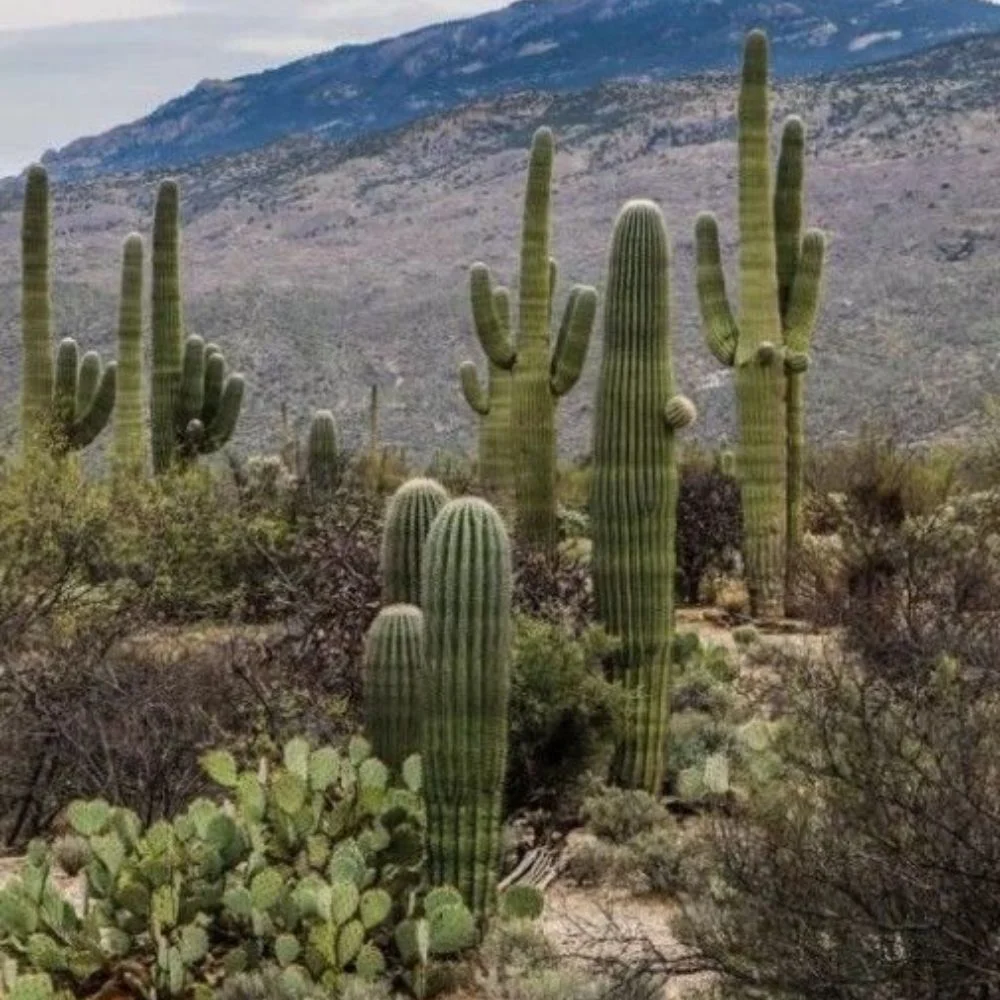 an image of Saguaro National Park famous fot cactus
