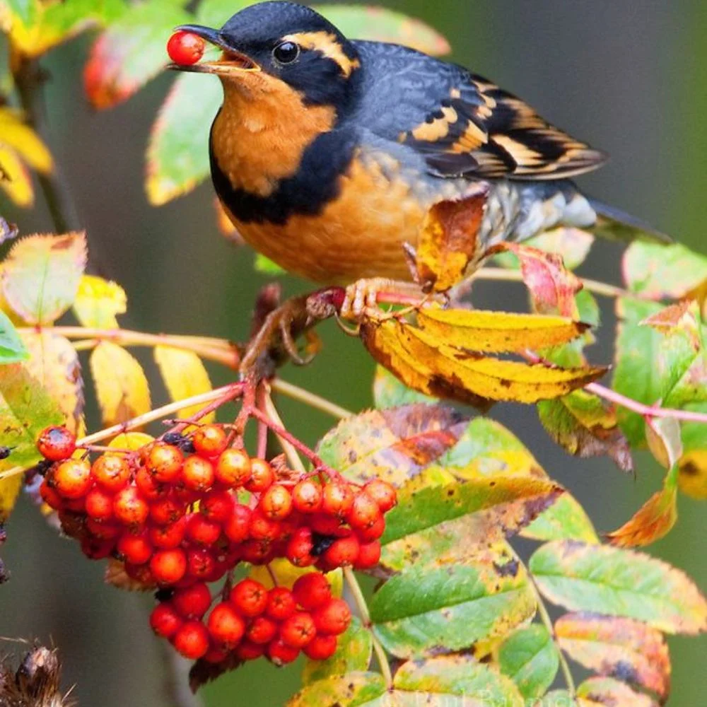 an image of mountain ash tree, attracting birds