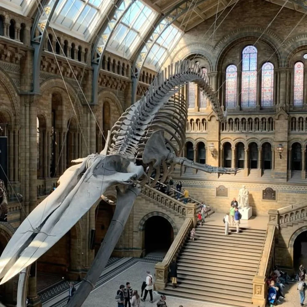an image of blue whale skeleton hanging in the Natural History Museum