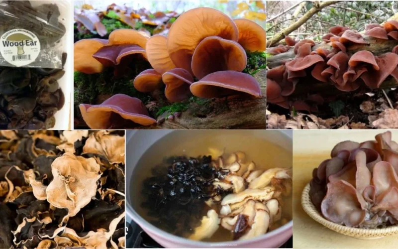 an image of Wood Ear Mushroom in different forms