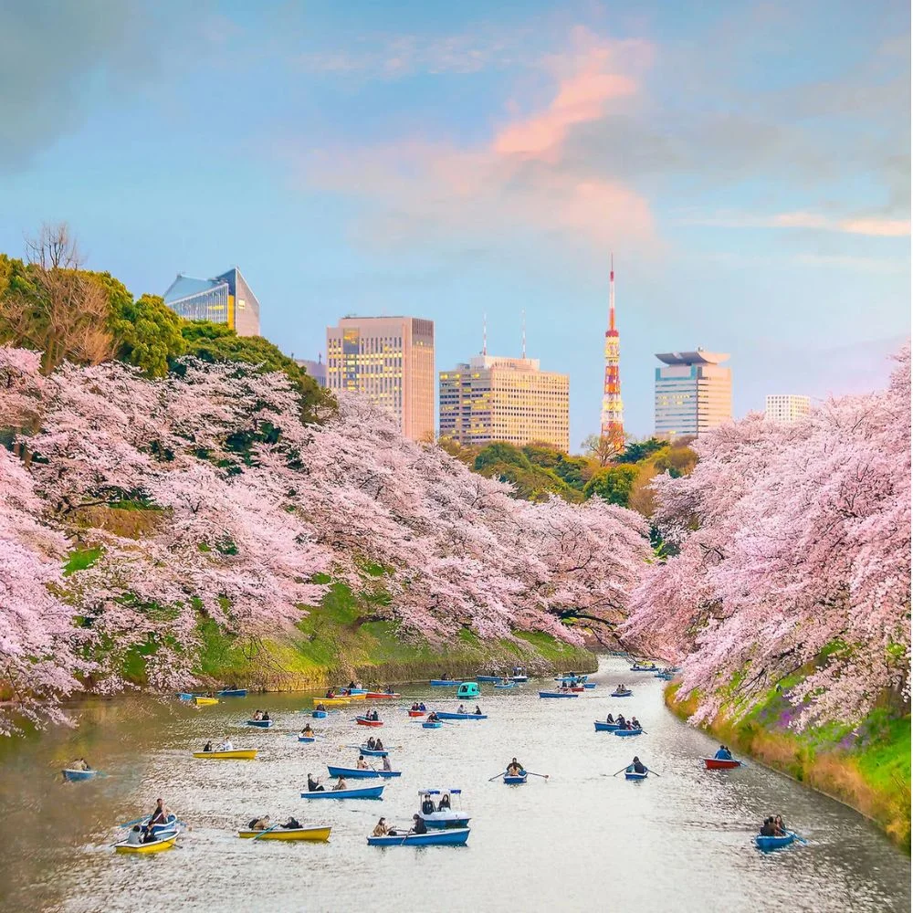 an image of cherry blossoms along the Meguro River.