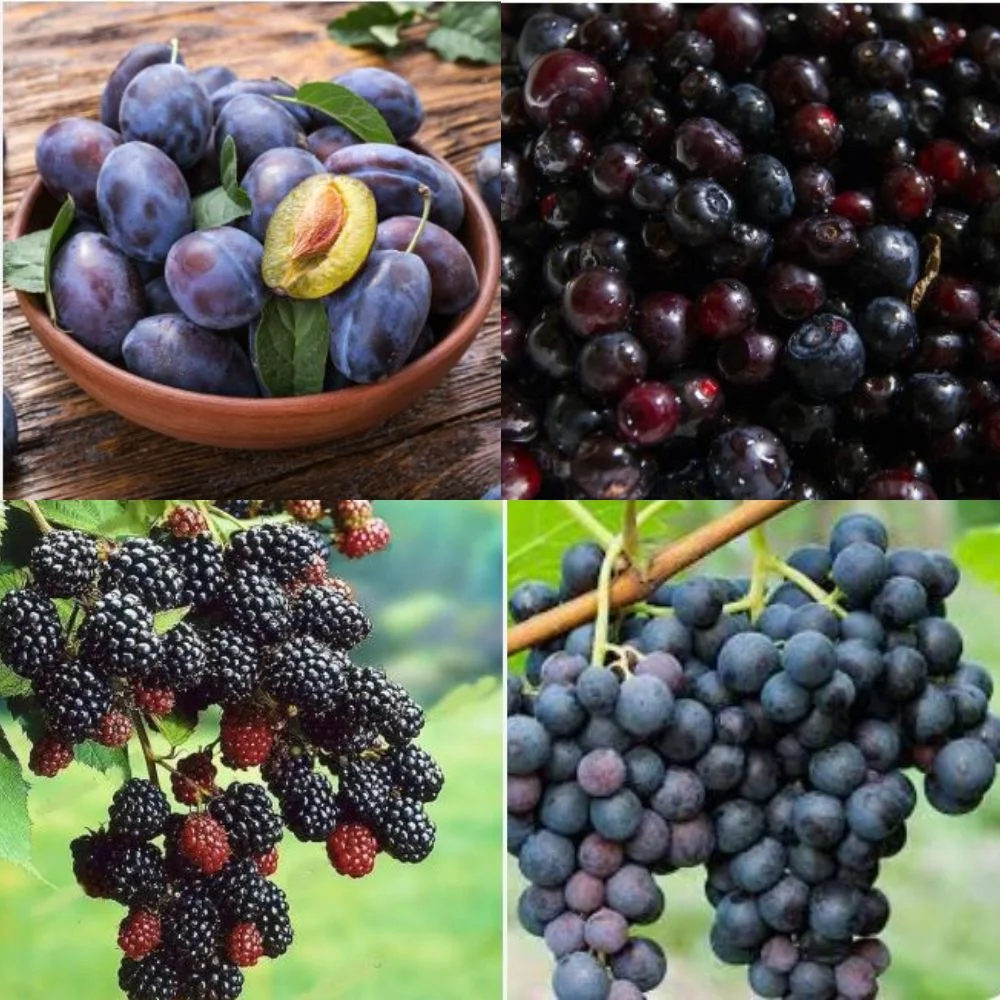 an image of group of colorful, nutrient-rich fruits